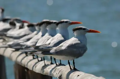 a group of birds sitting on top of a pole at La Ensenada Lodge in Abangaritos