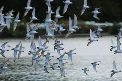 a flock of birds flying over a body of water at La Ensenada Lodge in Abangaritos