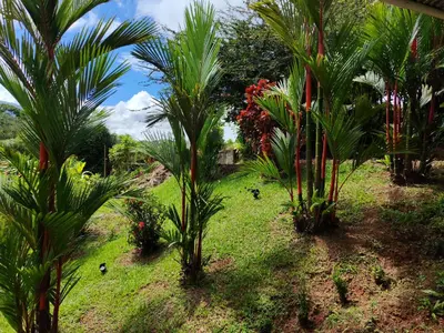a group of palm trees in a yard at Charming Small House, Near the beach & Waterfalls in Platanillo