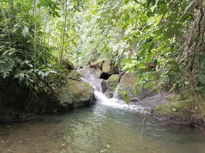 a stream in the middle of a forest at Charming Small House, Near the beach & Waterfalls in Platanillo