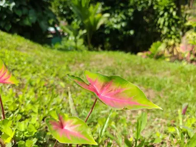a group of green and red leaves in the grass at Charming Small House, Near the beach & Waterfalls in Platanillo