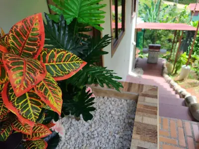 a plant in a room with a walk way at Charming Small House, Near the beach & Waterfalls in Platanillo