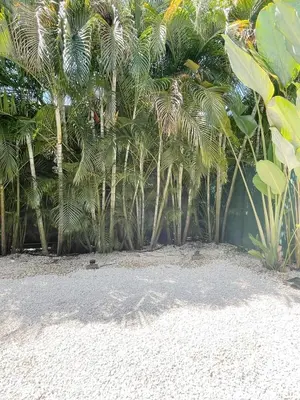 a bunch of palm trees on a sandy beach at Beach House & Resort Amenities at Ciudad del Mar Jaco in Jacó