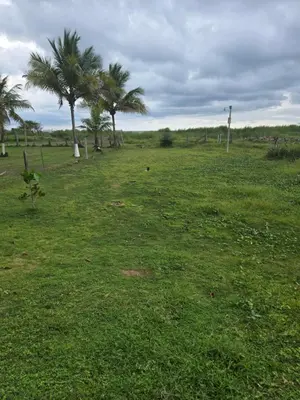 a field with palm trees in a field at Jane's Beach Resort in Chacarita