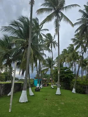 a row of palm trees in a park at Jane's Beach Resort in Chacarita