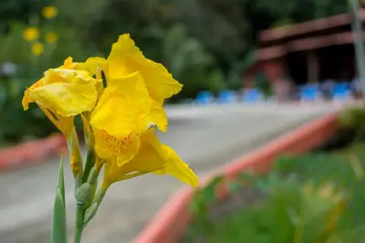 a yellow flower in front of a road at Pacific Paradise Resort in Quepos
