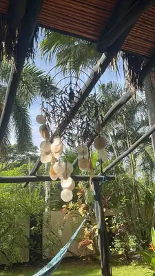 a bunch of coconuts hanging from a tree at Casa Clancy in Tamarindo