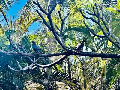 two birds perched on top of a tree branch at Casa Clancy in Tamarindo
