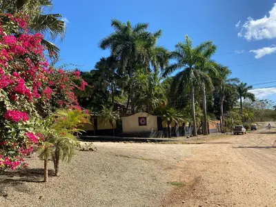 a dirt road with palm trees and pink flowers at Casa Clancy in Tamarindo