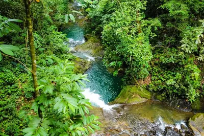 a stream in the middle of a forest with a waterfall at Pools Bungalow at Toucan in Coronado