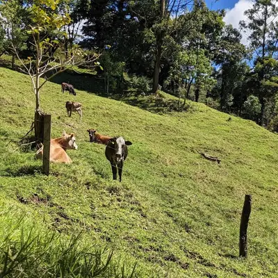 a group of cows laying on a grassy hill at Olingo Monteverde - Studio Apartment with Jacuzzi in Monteverde Costa Rica