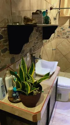 a bathroom with a sink and a potted plant on a counter at Green Shelter in Quepos