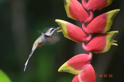 a hummingbird feeding from a red flower at La Ceiba Ecoadventures Wildlife Reserve in Platanillo