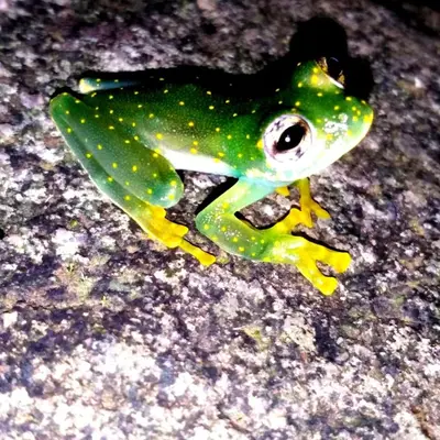 a green and white frog sitting on the ground at La Ceiba Ecoadventures Wildlife Reserve in Platanillo