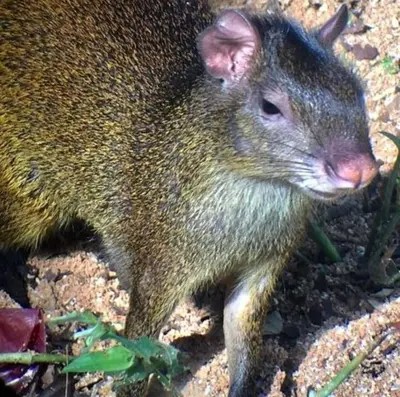 a close up of a rat on the ground at La Ceiba Ecoadventures Wildlife Reserve in Platanillo