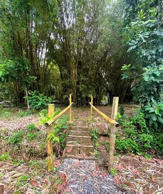 a stairway in a forest with trees in the background at Cabaña Ecos del Río in Jabillos