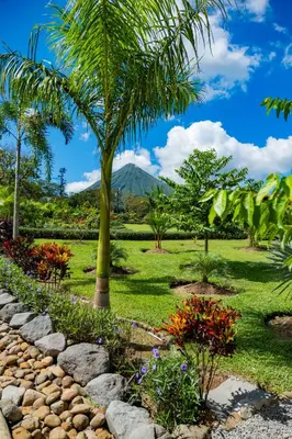 a garden with a palm tree and a stone path at Hotel Sanctuarium in Fortuna
