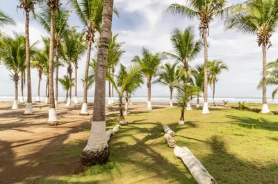 a group of palm trees on the beach at Rancho RachMare in Playa Coyote, a Beach Home! in Nandayure