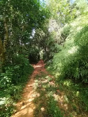 a dirt road in the middle of a forest at Wildlife Reserve La Ceiba Ecoadventures in Platanillo