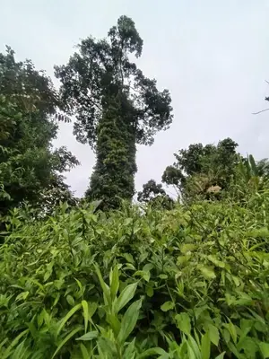 a tall tree in the middle of a field at Wildlife Reserve La Ceiba Ecoadventures in Platanillo