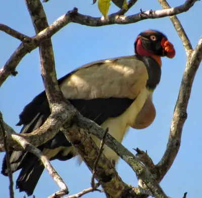 a bird perched on top of a tree branch at La Ceiba Biolgical Reserve in Platanillo