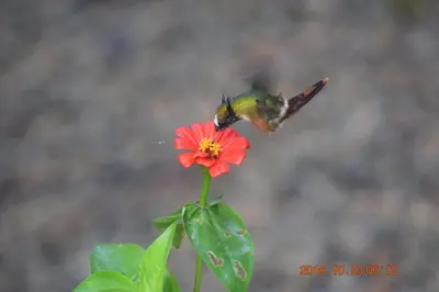 a hummingbird is drinking from a flower at La Ceiba Biolgical Reserve in Platanillo