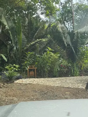 a garden with palm trees and a table in the background at 3 Rooms Salt pool Star Link 4 min To Santa in Cóbano