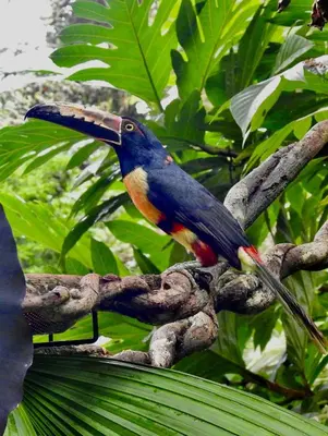 a blue bird sitting on a tree branch at Cabaña Río San Carlos Ecolodge in Boca Tapada