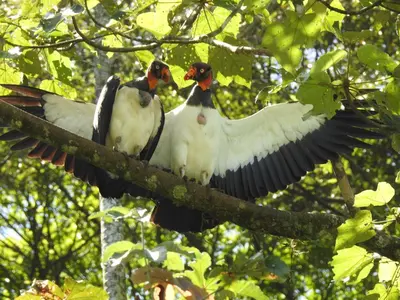 two birds sitting on a tree branch with their wings out at Cabaña Río San Carlos Ecolodge in Boca Tapada