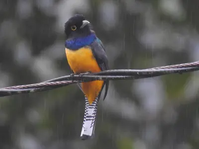 a bird sitting on a wire in the rain at Cabaña Río San Carlos Ecolodge in Boca Tapada
