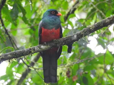 a bird is sitting on a tree branch at Cabaña Río San Carlos Ecolodge in Boca Tapada