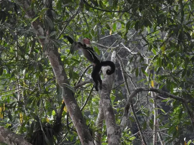 a monkey sitting on top of a tree at Cabaña Río San Carlos Ecolodge in Boca Tapada