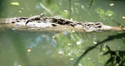 a frog floating on top of the water at The House of Encantada in Liberia