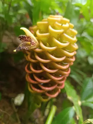 a close up of a flower with a butterfly on it at Casa Alma in Platanillo