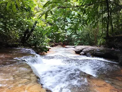 a stream of water in the middle of a forest at Casa Alma in Platanillo