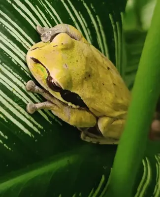 a yellow frog sitting on a green leaf at Casa Alma in Platanillo