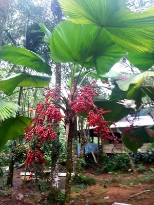a palm tree with red flowers in a garden at Casa Alma in Platanillo
