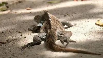 a lizard is sitting on the ground at Hacienda las colinas in Mesas