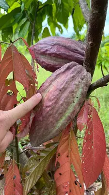 a person is holding a large purple fruit on a tree at Hacienda las colinas in Mesas