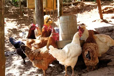 a group of chickens standing around a feeder at Casa Alma, Nature Escape with River, Trails and Views