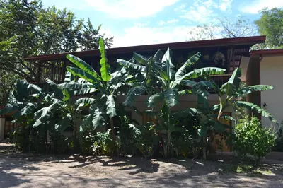 a bunch of banana trees in front of a building at Tekana Boutique Jungle Retreat in Tamarindo