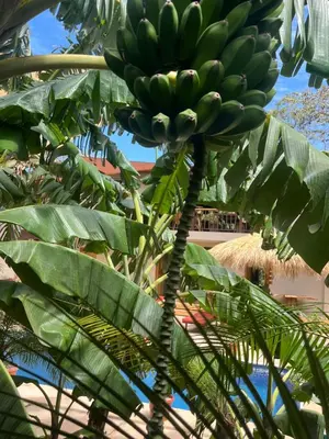 a bunch of green bananas on a banana tree at Tekana Boutique Jungle Retreat in Tamarindo