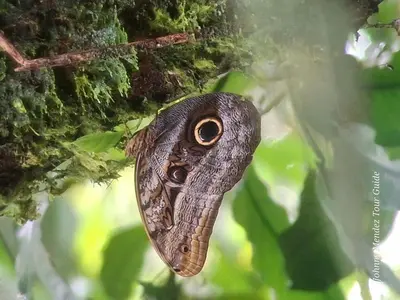 a butterfly is sitting on a tree branch at Mountain Retreat in Bijagua de Upala with Stunning Nature Views in Bijagua