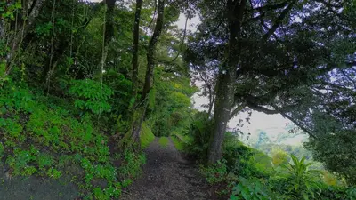 a path in the middle of a forest with trees at Monteverde Beaumont in La Cruz