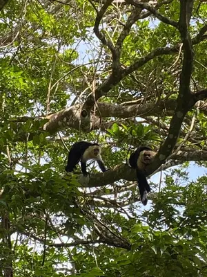 two chimpanzees are sitting on a tree branch at Monteverde Beaumont in La Cruz