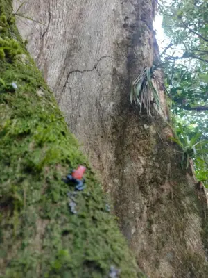 a red bird sitting on the side of a tree at Cabaña cielo celeste in Rio Celeste