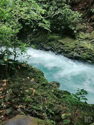 a stream of blue water with green plants and trees at Cabaña cielo celeste in Rio Celeste