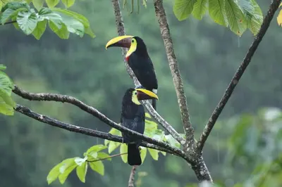 two birds perched on top of a tree branch at In the Heart of Nature in Tarcoles