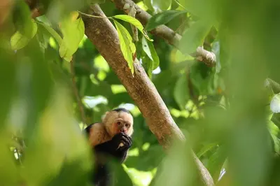 a monkey is sitting on a tree branch at In the Heart of Nature in Tarcoles