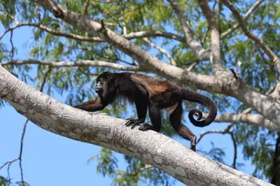 a monkey standing on top of a tree branch at In the Heart of Nature in Tarcoles